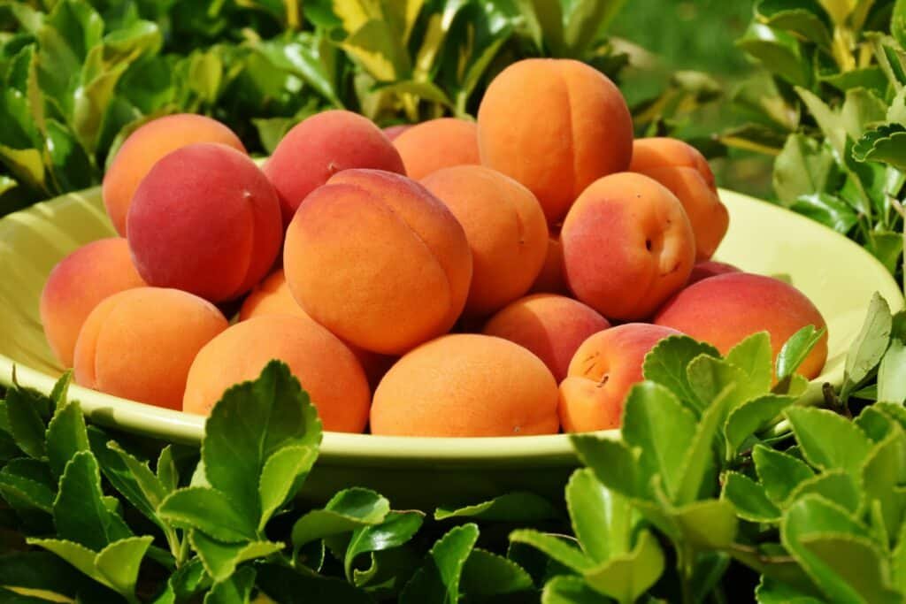 L'abricot : ce fruit merveilleux tueur de toxines