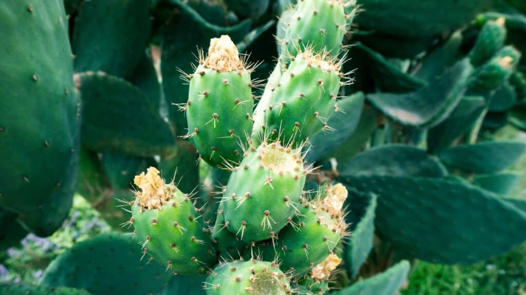 Eau de cactus